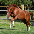 American Quarter Horse | fotografie