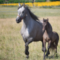 Barock pinto | fotografie