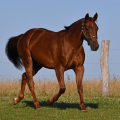 American Quarter Horse | fotografie