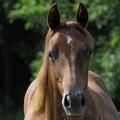 American Quarter Horse | fotografie