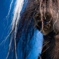 Irish cob | fotografie