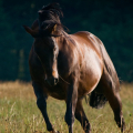 American quarter horse | fotografie