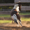 American Paint Horse | fotografie