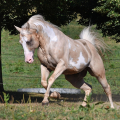 American Paint Horse | fotografie