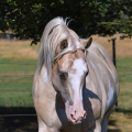 American Paint Horse | fotografie