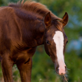 American quarter horse | fotografie