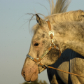 Appaloosa | fotografie