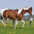 American Paint Horse | fotografie