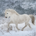 welsh mountain pony | fotografie