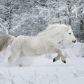 welsh mountain pony | fotografie