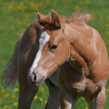 American Quarter Horse | fotografie