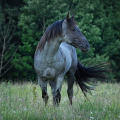 American Quarter Horse | fotografie