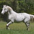 Appaloosa | fotografie