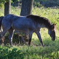 American Quarter Horse | fotografie