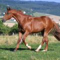 American Quarter Horse | fotografie