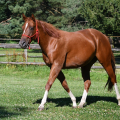 American Quarter Horse | fotografie