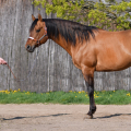 American quarter horse | fotografie