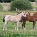 American Quarter Horse | fotografie