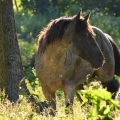 American Quarter Horse | fotografie