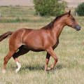 American Quarter Horse | fotografie