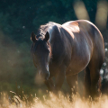 American quarter horse | fotografie