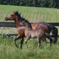 American Quarter Horse | fotografie