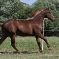 American Quarter Horse | fotografie