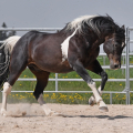 American Paint Horse | fotografie