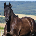 American Quarter Horse | fotografie