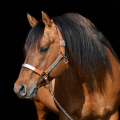 American quarter horse | fotografie