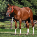 American Quarter Horse | fotografie