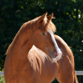 American quarter horse | fotografie