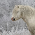 Welsh mountain pony | fotografie