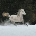 Arabský plnokrevník | fotografie