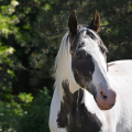 American Paint Horse | fotografie