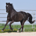 American Quarter Horse | fotografie