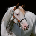 American Paint Horse | fotografie