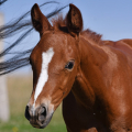 American Quarter Horse | fotografie