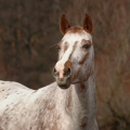 Appaloosa | fotografie