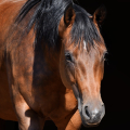 American Quarter Horse | fotografie