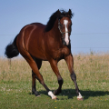 American Quarter Horse | fotografie