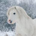 welsh mountain pony | fotografie