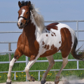 American Paint Horse | fotografie