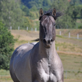 American Quarter Horse | fotografie