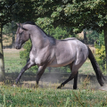 American Quarter Horse | fotografie