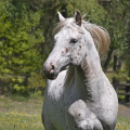 Appaloosa | fotografie