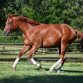 American Quarter Horse | fotografie