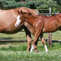 American Quarter Horse | fotografie