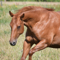 American Quarter Horse | fotografie