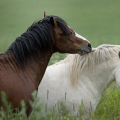 Welsh mountain pony | fotografie